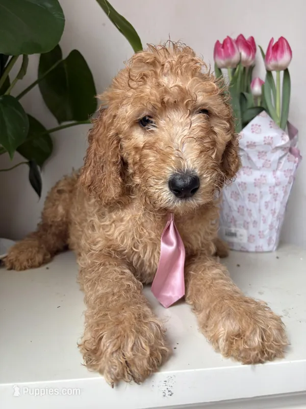 Max – Goldendoodle puppy for sale in San Diego, CA