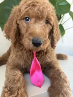 Oreo, a male Goldendoodle for sale in San Diego, CA – 6 of 10