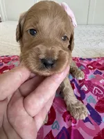 Coco, a female Goldendoodle for sale in San Diego, CA – Photo 9 of 10