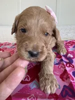 Coco, a female Goldendoodle for sale in San Diego, CA – Photo 8 of 10