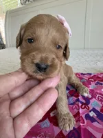 Coco, a female Goldendoodle for sale in San Diego, CA – Photo 5 of 10