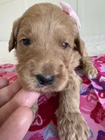 Coco, a female Goldendoodle for sale in San Diego, CA – Photo 3 of 10