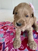Coco, a female Goldendoodle for sale in San Diego, CA – Photo 10 of 10