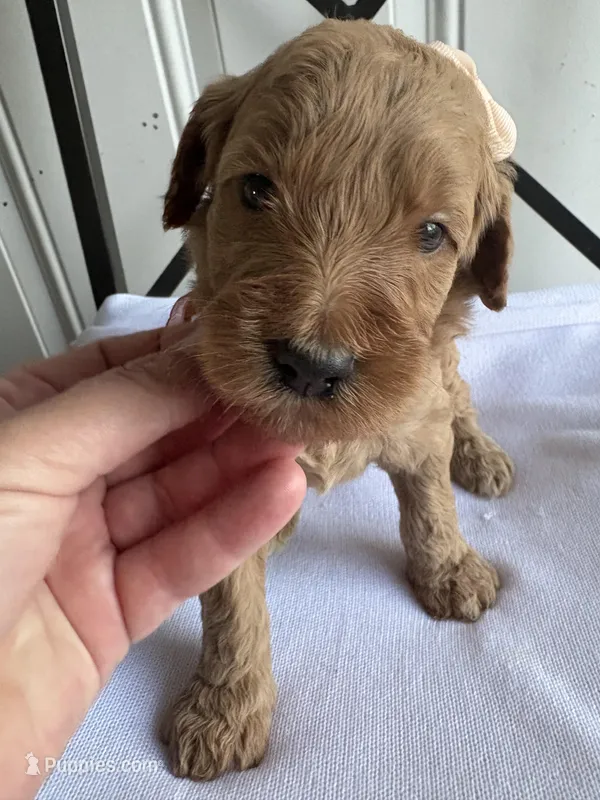 Coco – Goldendoodle puppy for sale in San Diego, CA