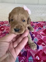 Coco, a female Goldendoodle for sale in San Diego, CA – Photo 6 of 10