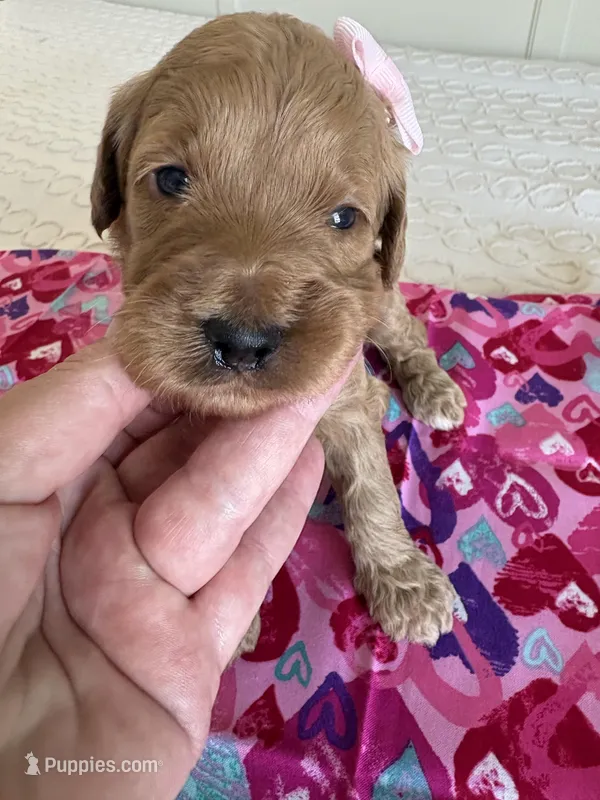 Coco – Goldendoodle puppy for sale in San Diego, CA