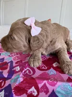 Coco, a female Goldendoodle for sale in San Diego, CA – Photo 7 of 10