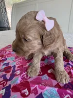 Coco, a female Goldendoodle for sale in San Diego, CA – Photo 4 of 10