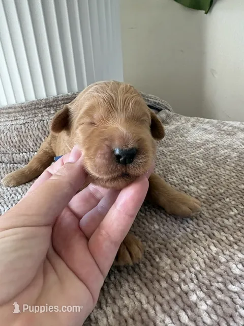 Chuck – Goldendoodle, Labradoodle puppy for sale in San Diego, CA