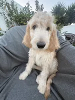 Petey, a male Goldendoodle and Labradoodle for sale in San Diego, CA – 10 of 10