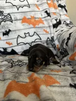 Bear, a male Dachshund for sale in Surprise, AZ – 2 of 2