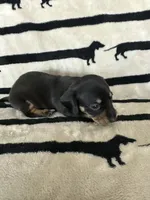 Bear, a male Dachshund for sale in Surprise, AZ – 1 of 2