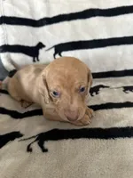 Cookie, a female Dachshund for sale in Surprise, AZ – 2 of 2
