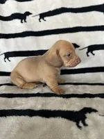 Honey, a female Dachshund for sale in Surprise, AZ – 2 of 2