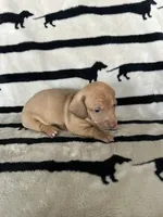 Dolly, a female Dachshund for sale in Surprise, AZ – 2 of 2