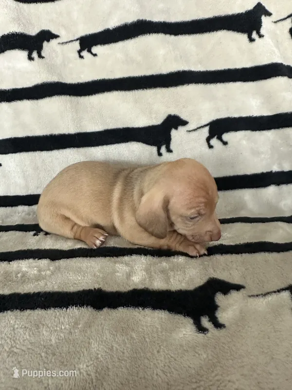 Dolly – Dachshund puppy for sale in Surprise, AZ