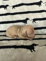 Dolly, a female Dachshund for sale in Surprise, AZ – 1 of 2