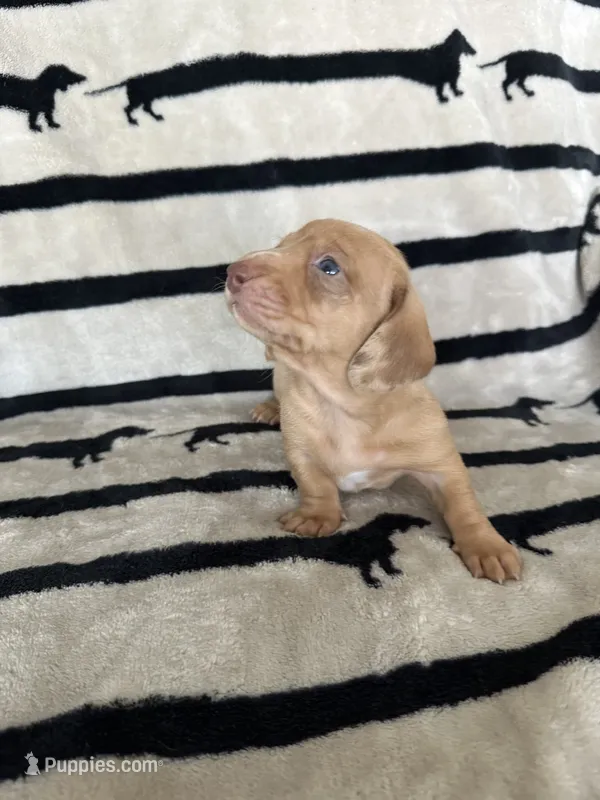 Cookie – Dachshund puppy for sale in Surprise, AZ