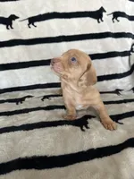 Cookie, a female Dachshund for sale in Surprise, AZ – 1 of 2