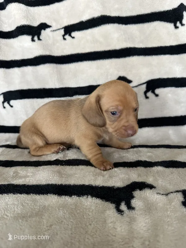 Honey – Dachshund puppy for sale in Surprise, AZ