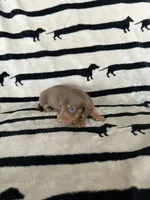 Mocha, a female Dachshund for sale in Surprise, AZ – 2 of 2