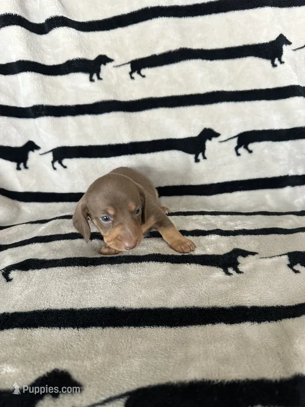 Mocha – Dachshund puppy for sale in Surprise, AZ
