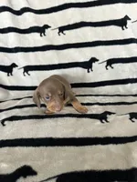Mocha, a female Dachshund for sale in Surprise, AZ – 1 of 2