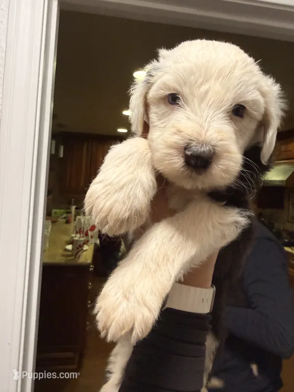 Winston, a male Old English Sheepdog for sale in Acton, CA – 1 of 3