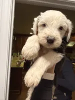 Winston, a male Old English Sheepdog for sale in Acton, CA – 1 of 3