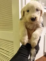 Stormi, a female Old English Sheepdog for sale in Acton, CA – 1 of 3