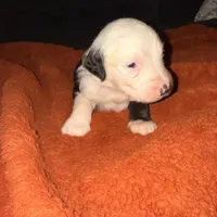 Mac, a male Old English Sheepdog for sale in Acton, CA – Photo 4 of 4