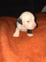 Mac, a male Old English Sheepdog for sale in Acton, CA – Photo 4 of 4