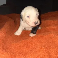 Mac, a male Old English Sheepdog for sale in Acton, CA – Photo 1 of 4