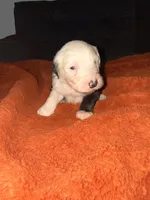 Mac, a male Old English Sheepdog for sale in Acton, CA – Photo 1 of 4