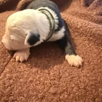 Mac, a male Old English Sheepdog for sale in Acton, CA – Photo 3 of 4