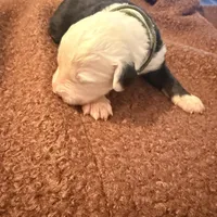 Mac, a male Old English Sheepdog for sale in Acton, CA – Photo 2 of 4