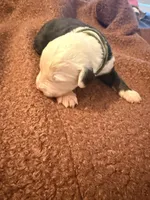 Mac, a male Old English Sheepdog for sale in Acton, CA – Photo 2 of 4