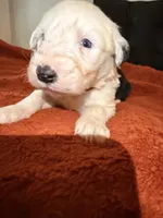 Zus, a male Old English Sheepdog for sale in Acton, CA – Photo 1 of 4