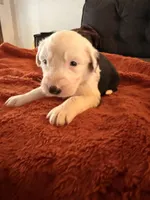 Zus, a male Old English Sheepdog for sale in Acton, CA – Photo 4 of 4