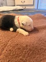 Zus, a male Old English Sheepdog for sale in Acton, CA – Photo 3 of 4