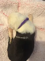 Sophie, a female Old English Sheepdog for sale in Acton, CA – Photo 3 of 4