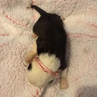 Rose, a female Old English Sheepdog for sale in Acton, CA – Photo 3 of 4