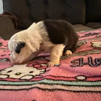 Rose, a female Old English Sheepdog for sale in Acton, CA – Photo 4 of 4