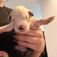 Rose, a female Old English Sheepdog for sale in Acton, CA – Photo 2 of 4