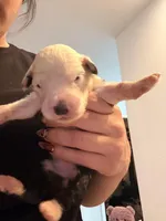 Rose, a female Old English Sheepdog for sale in Acton, CA – Photo 2 of 4