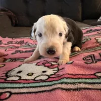 Rose, a female Old English Sheepdog for sale in Acton, CA – Photo 1 of 4