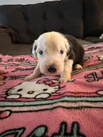 Rose, a female Old English Sheepdog for sale in Acton, CA – Photo 1 of 4