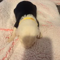 Azaria, a female Old English Sheepdog for sale in Acton, CA – Photo 3 of 5