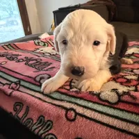 Azaria, a female Old English Sheepdog for sale in Acton, CA – Photo 4 of 5