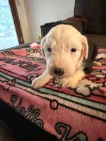 Azaria, a female Old English Sheepdog for sale in Acton, CA – Photo 4 of 5